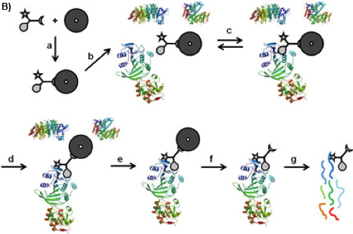 Figure 1b