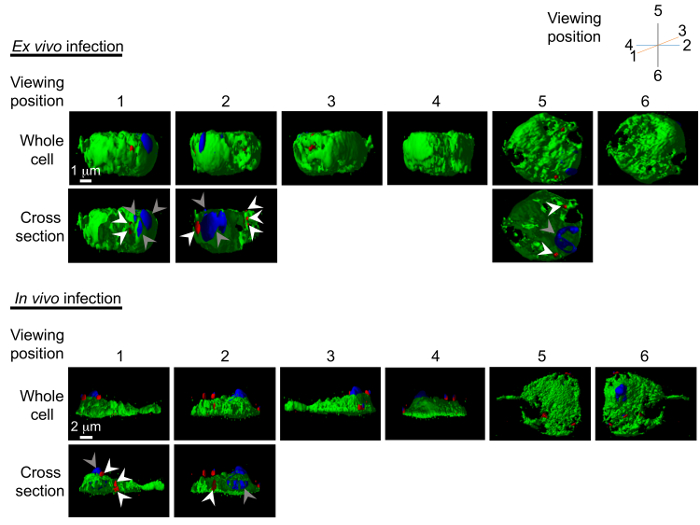 Figure 5