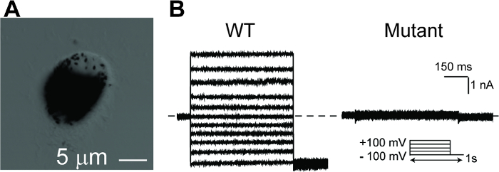 Figure 5