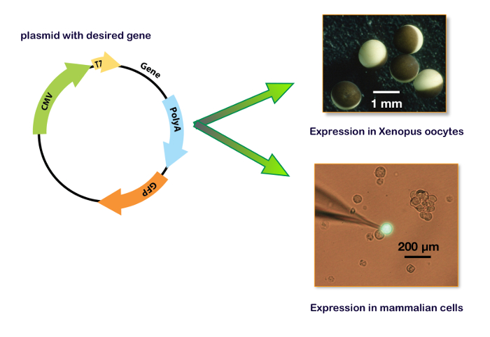 Figure 15