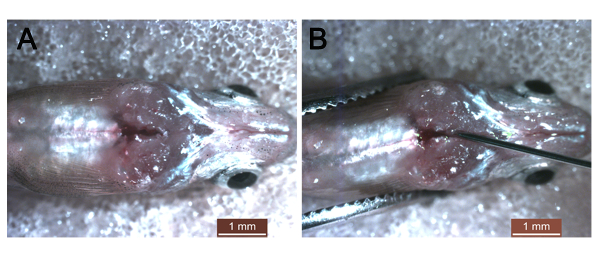 Supplementary Figure 1