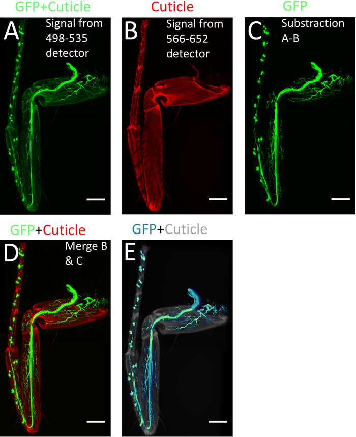 Figure 4