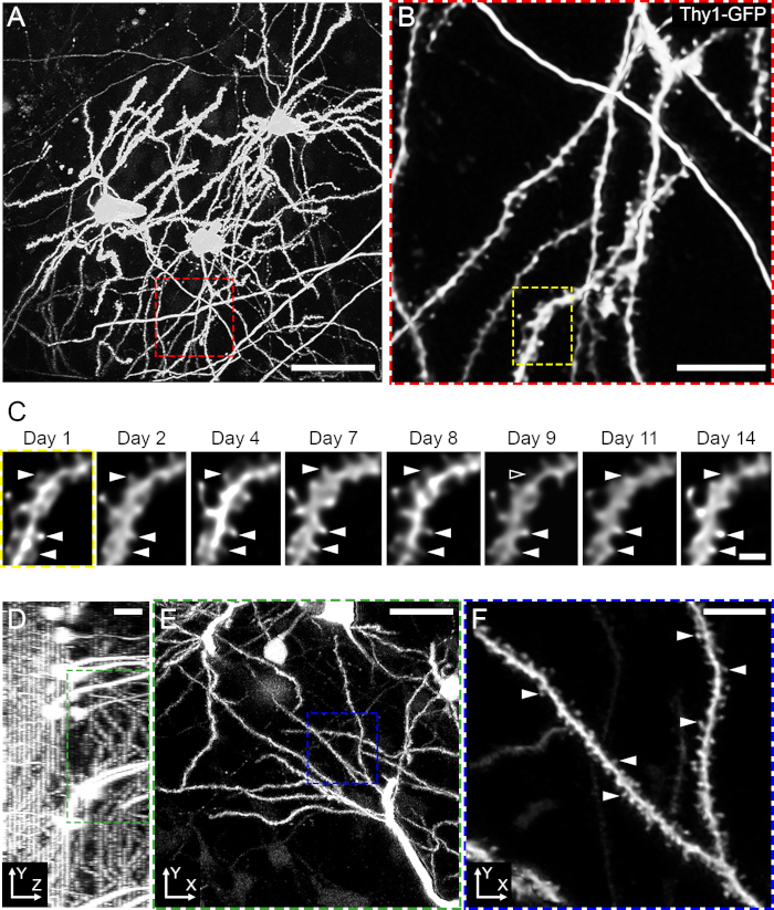 Figure 2