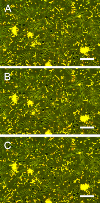 Supplemental Figure 6