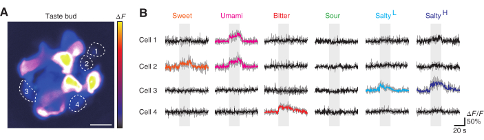 Figure 5