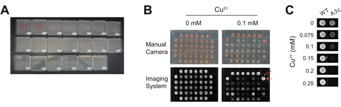 Figure 3