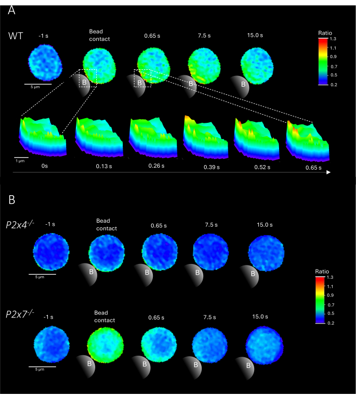 Figure 2